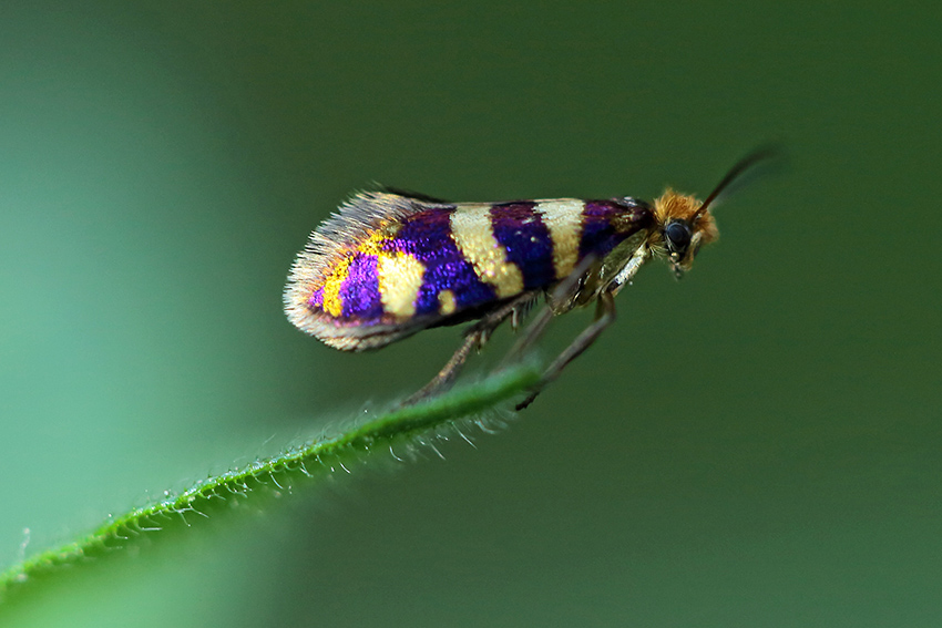 Micropterix Allionella?